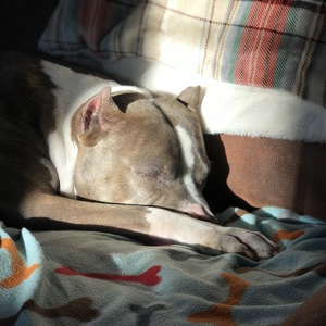 Fundraising Page: Lisa Lazaroff